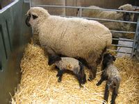 lamb tagalog